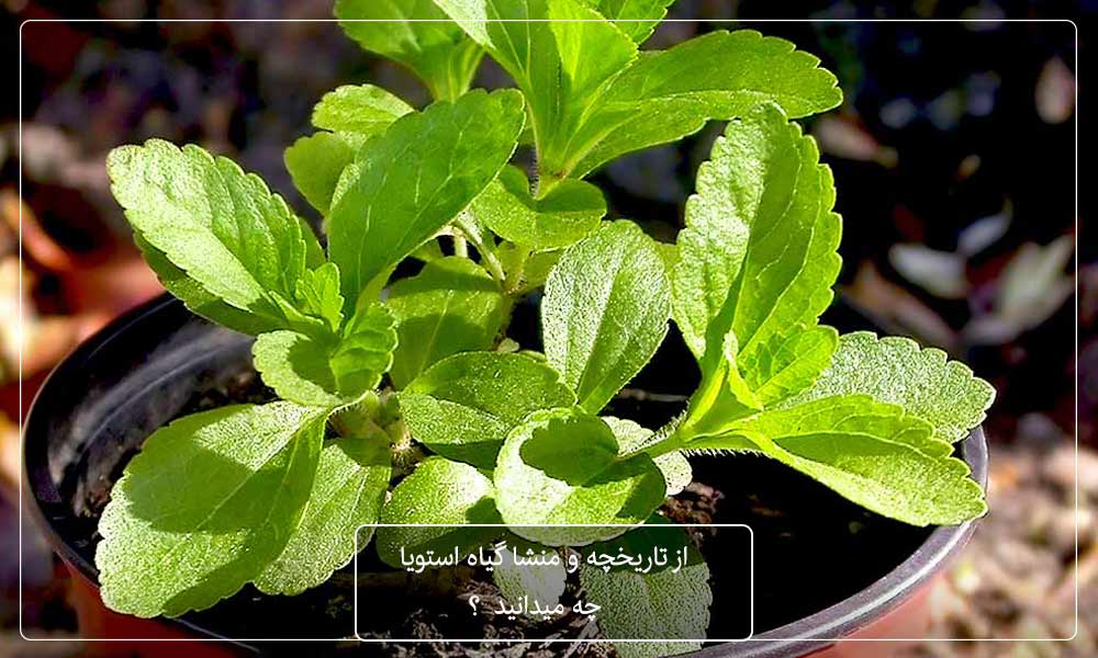 درباره گیاه استویا